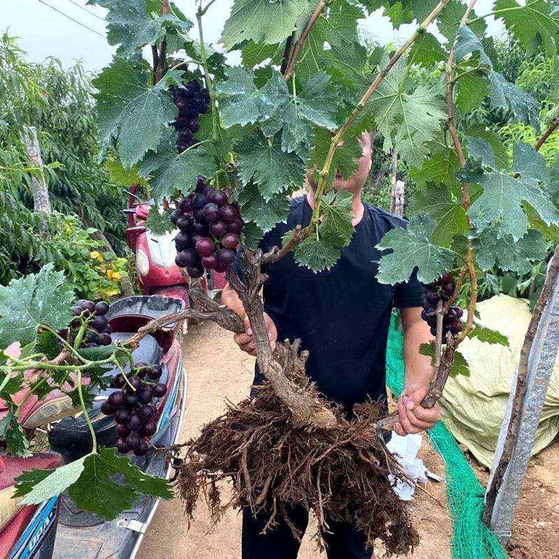 葡萄树苖特大蓝宝石葡萄苗爬藤阳光玫瑰葡萄苗南北方庭院种植果树,鲜花速递/花卉仿真/绿植园艺,绣球/木绣球/木本植物,淘宝优惠券,粉丝福利购,淘宝优惠卷