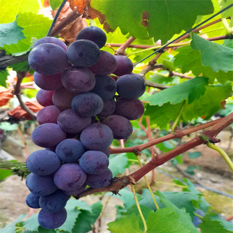 巨峰夏黑藤稔葡萄树苗木南北方阳台庭院种植果大丰产搭架遮阴乘凉