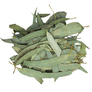 桉树叶250-500克中药材包邮新货新鲜干货大叶桉 小桉叶 尤加利叶