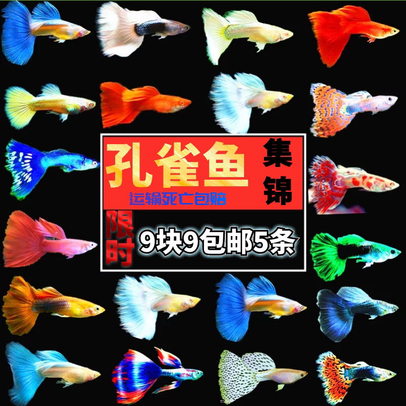 孔雀鱼活体公母免邮纯种宠物鱼淡水繁殖观赏鱼热带小型凤尾鱼玛丽