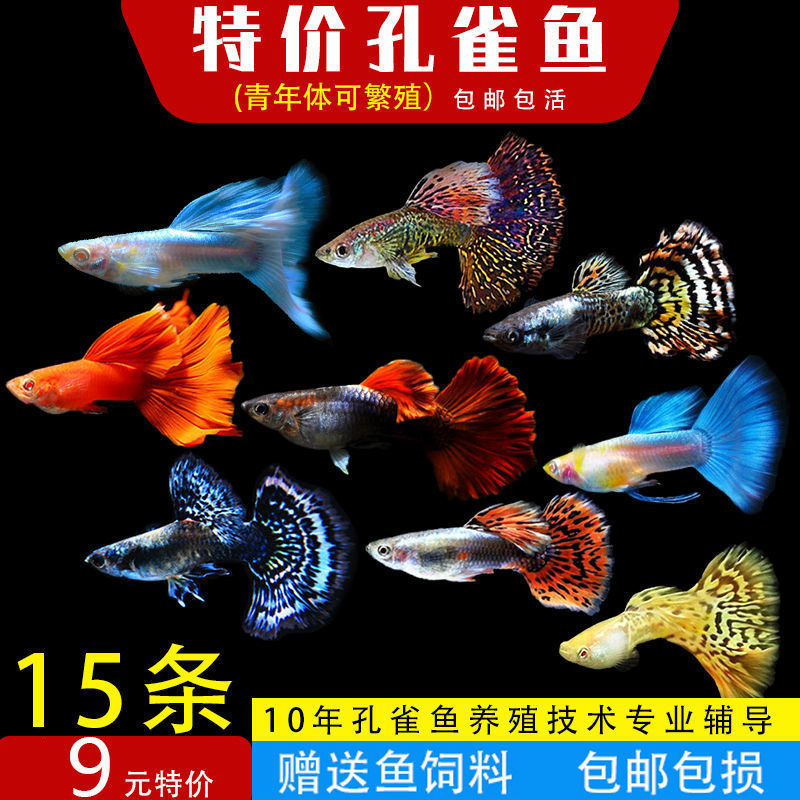 孔雀热带观赏鱼苗淡水冷水小型小鱼好养耐活耐养凤尾玛丽斑马活体
