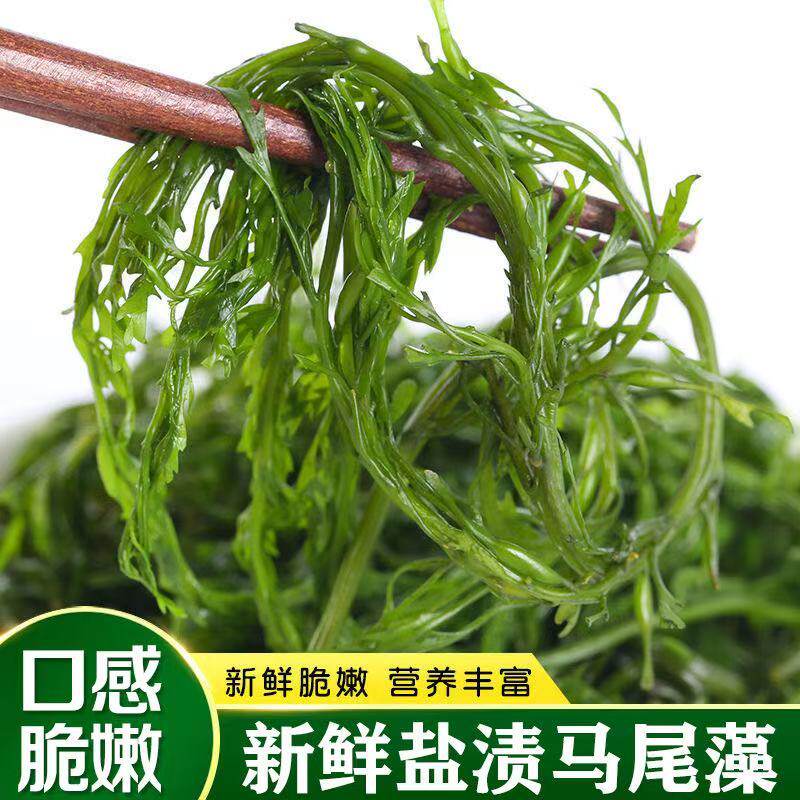 【厂家一手发货】盐渍马尾藻海草鞭炮笋海藻羊栖长寿菜凉拌麻辣烫