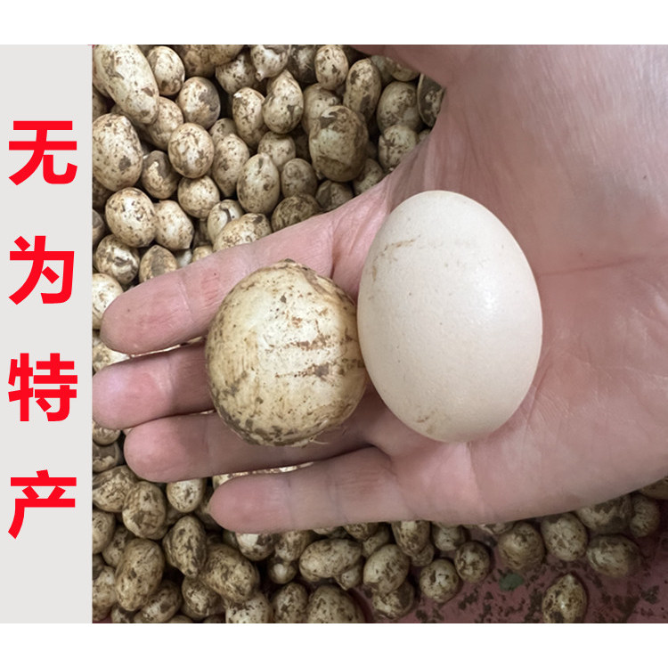 安徽特产无为小萝卜头新鲜蔬菜