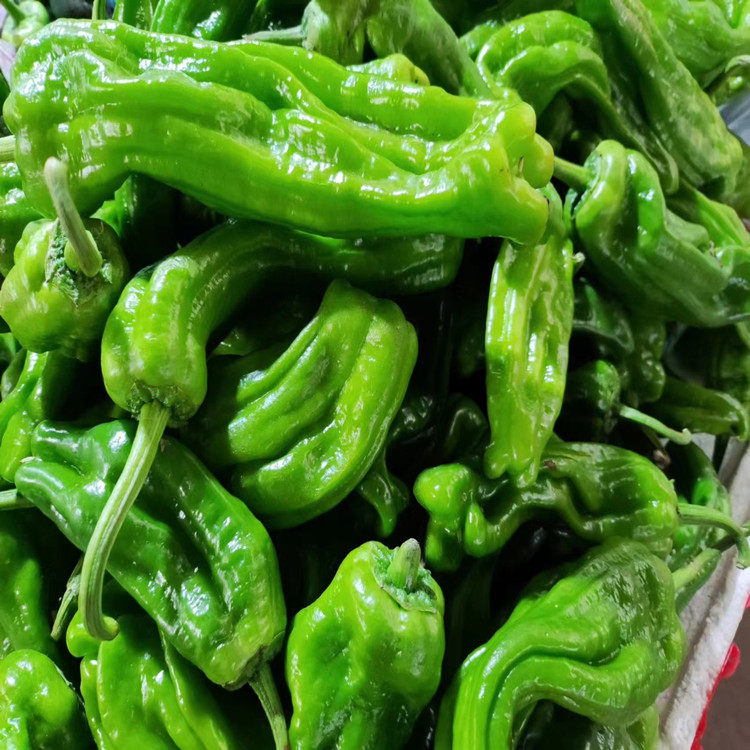 脆皮青椒安徽无为特产青椒辣椒泡椒薄皮青椒小米辣朝天椒甜椒蔬菜