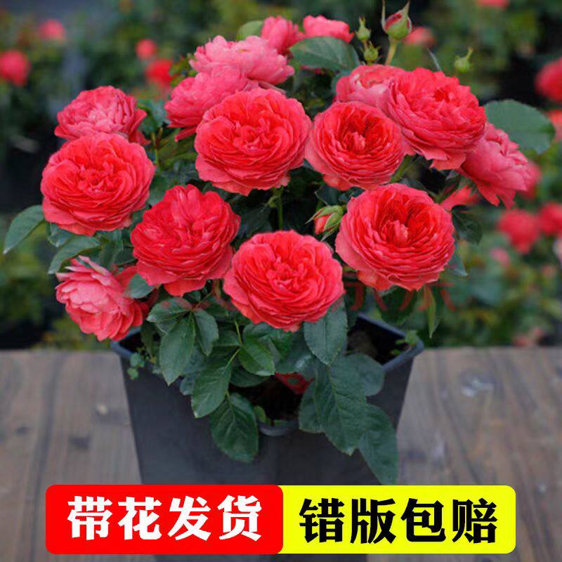 红果汁阳台月季花盆栽四季开花卉玫瑰带花阳台庭院植物香奈儿月季