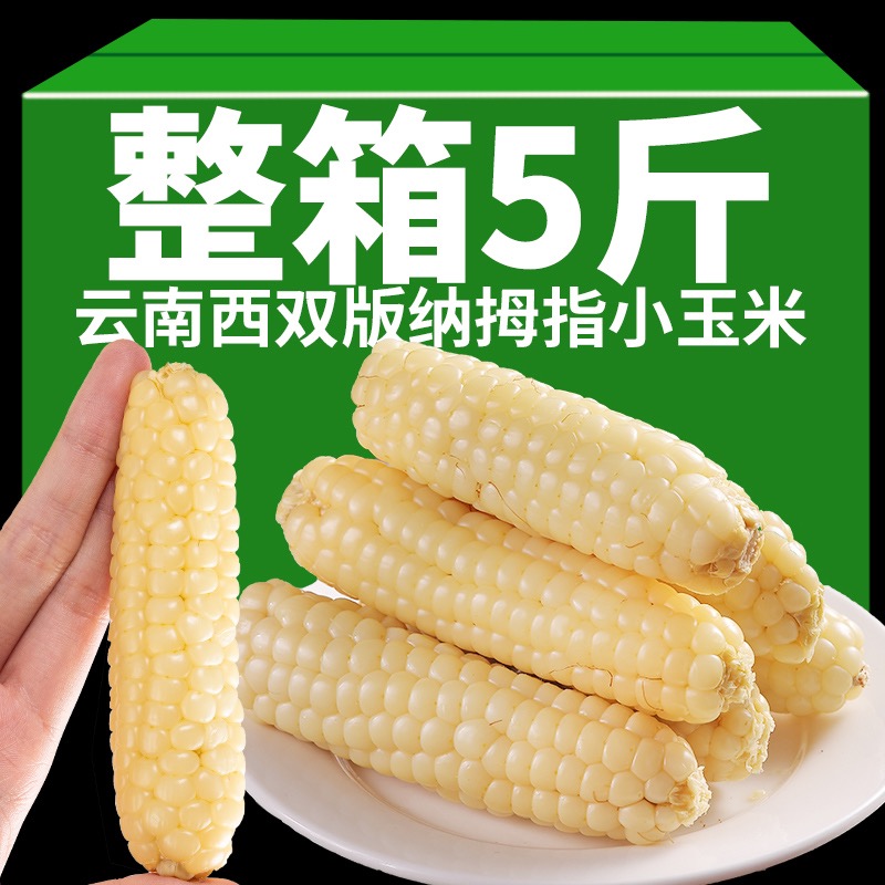 云南西双版纳拇指小玉米新鲜傣家香糯小手指迷你袖珍常温玉米美食