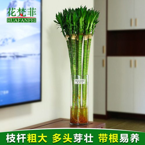 【基地工厂店】多头竹龙竹开运竹