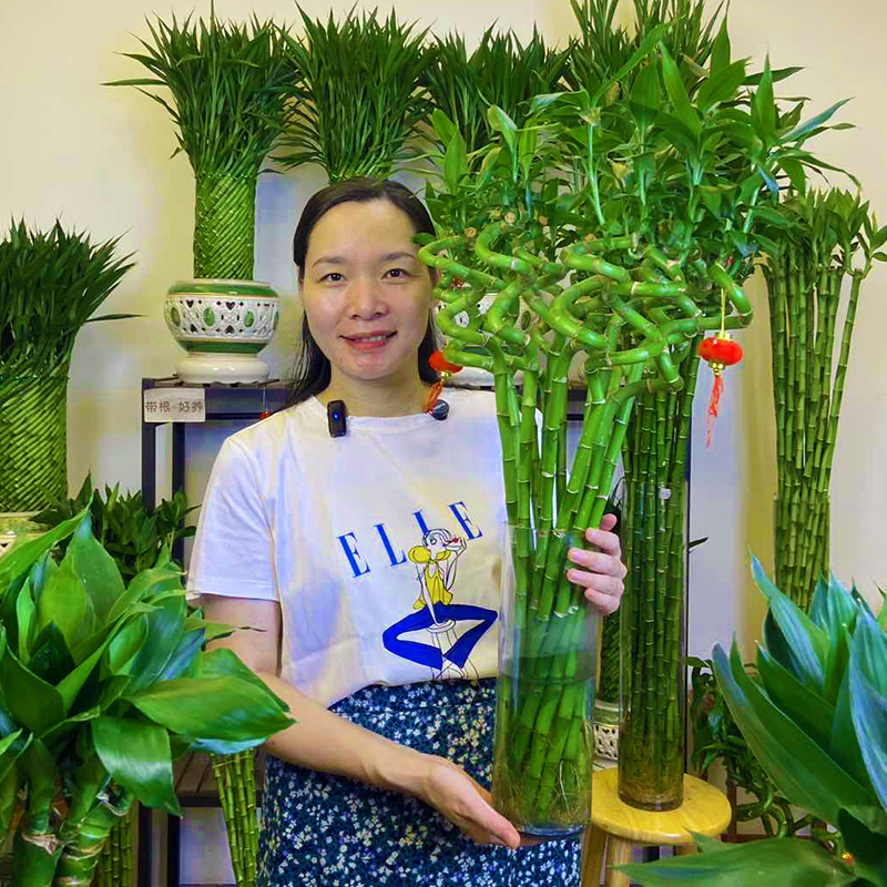 水养富贵竹转运带根室内