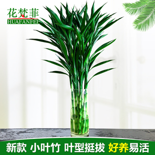 小叶招财竹发财竹富贵竹水培植物客厅室内水养节节高转运竹子绿植