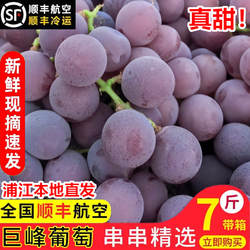浦江巨峰葡萄新鲜采摘孕妇水果浙江马陆葡萄5斤整串送礼顺丰冷链