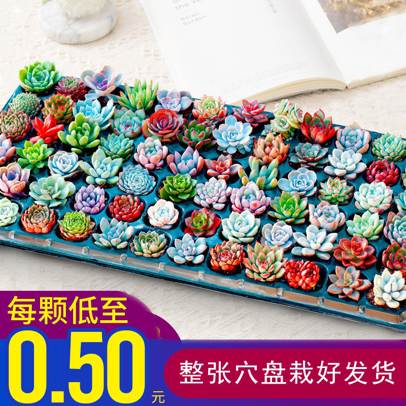 2仓整箱多肉植物带盘小苗