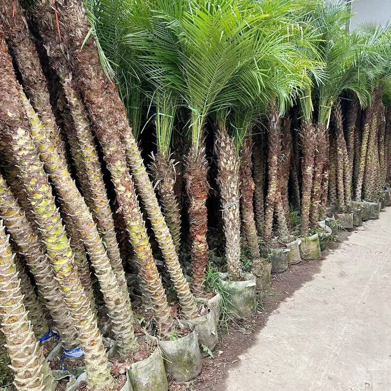 小众高货网红美丽针葵植物客厅绿植室外庭院办公室大型盆景针叶棕