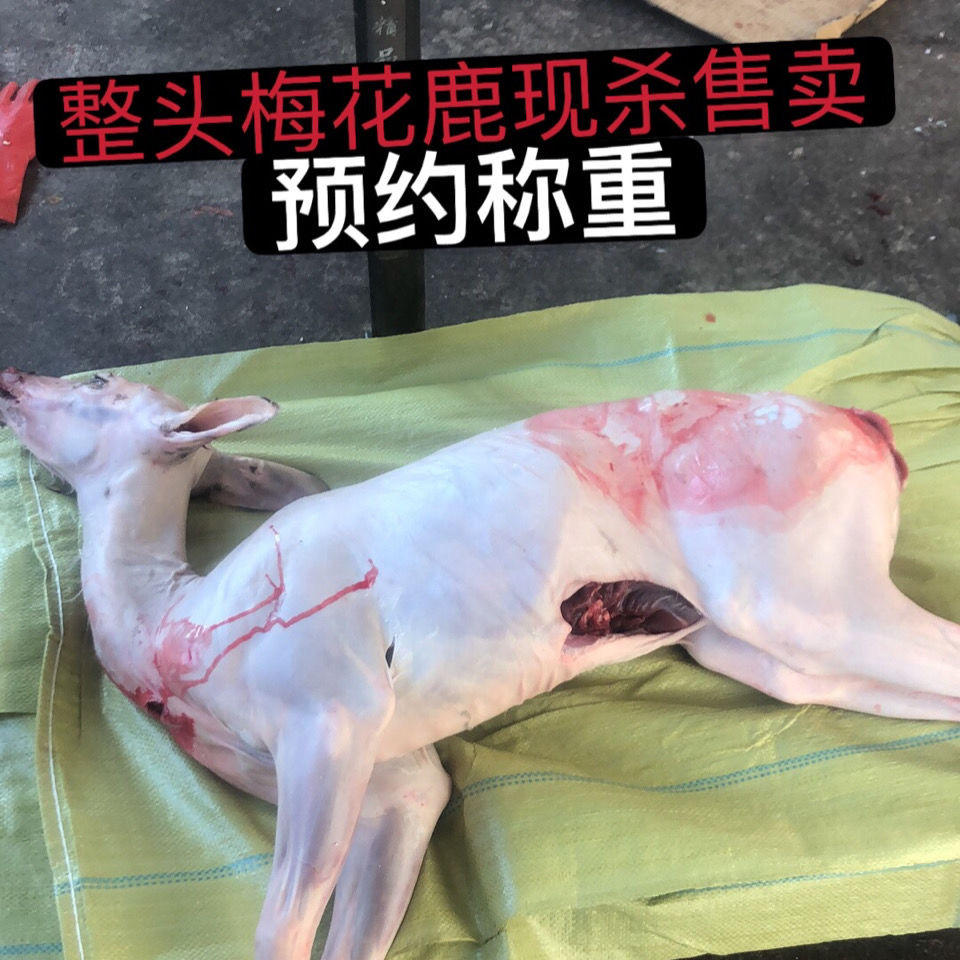 吉林梅花鹿肉新鲜现杀鹿腿鹿排整只白条冷链运输空运坏了包赔包邮