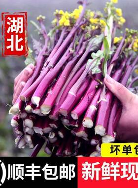 【顺丰快递】现摘红菜苔新鲜紫菜薹5斤农家露天油菜苔脆甜红菜心
