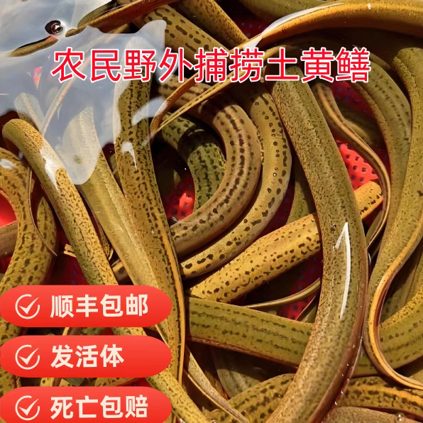 正宗湖北黄鳝长鱼鳝鱼黄鳝丝鲜活新鲜盘鳝活体大鳝鱼本地现杀发货