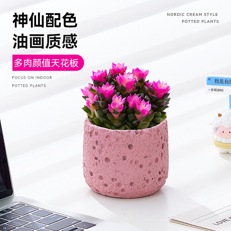 多肉植物吹雪之松锦耐旱好养易活绿植盆栽粉色办公室桌面情绪植物,鲜花速递/花卉仿真/绿植园艺,多肉植物,淘宝优惠券,粉丝福利购,淘宝优惠卷
