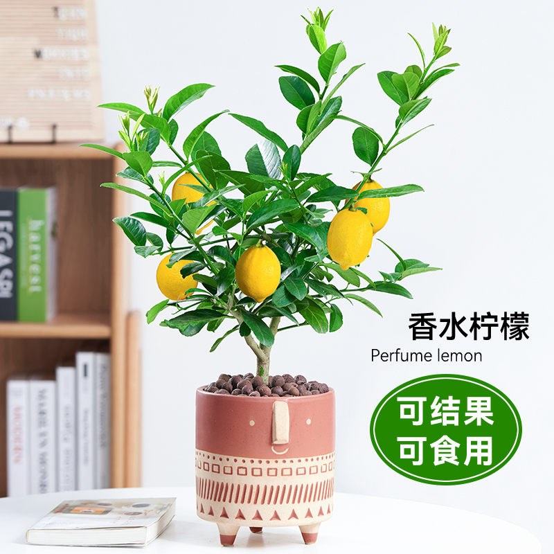 香水柠檬树盆栽可食用绿植老桩