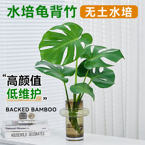 水培植物龟背竹盆栽室内好养绿植