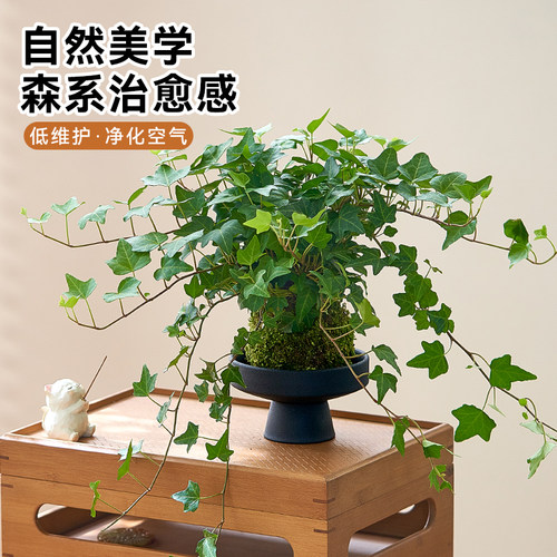 常春藤苔藓球水培植物