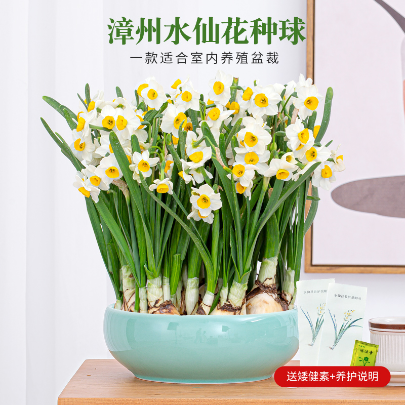 【含盆水仙】漳州水仙花种球盆栽