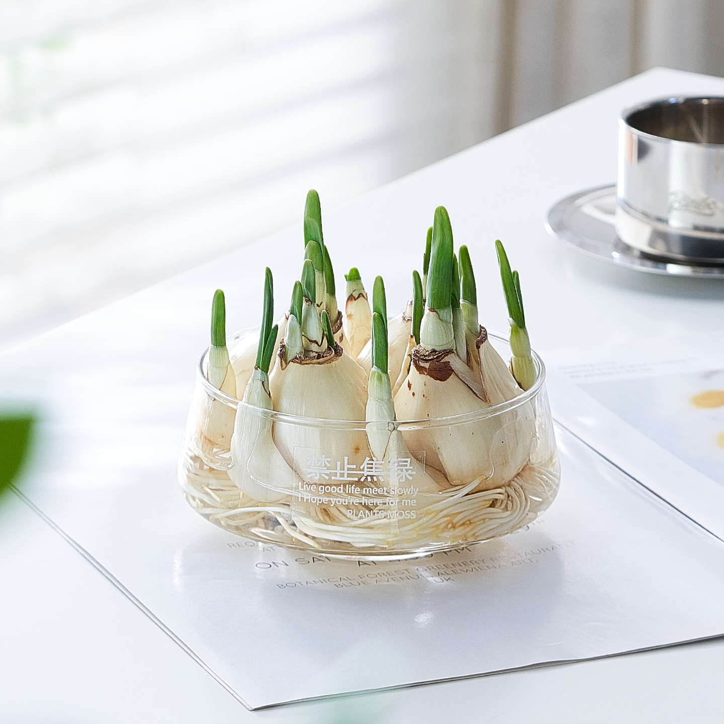 【带玻璃盆】漳州水仙花种球盆栽