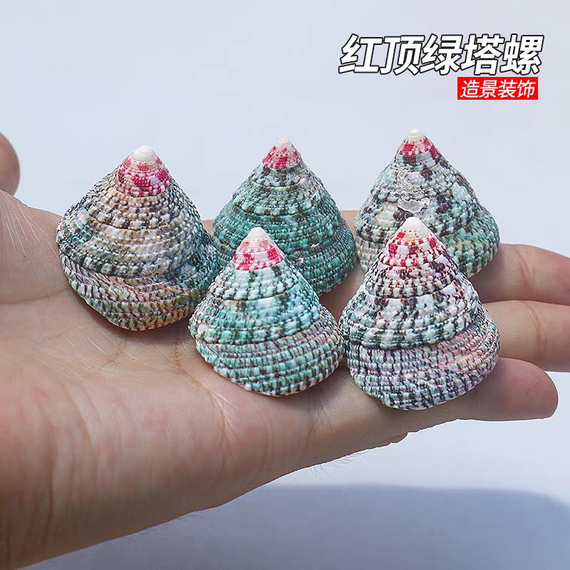 天然贝壳 红顶绿塔螺鱼缸造景水族装饰地中海家居摆件拍摄道具图片
