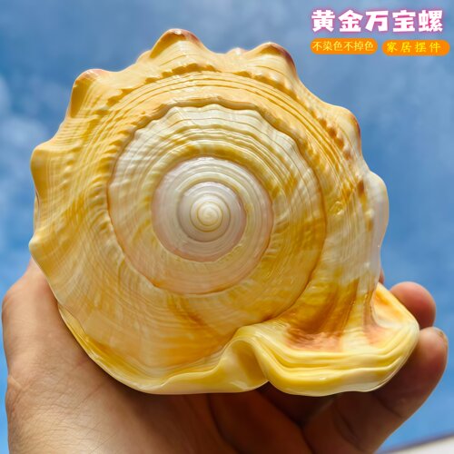 海贝缘黄金万宝螺家居招财摆件