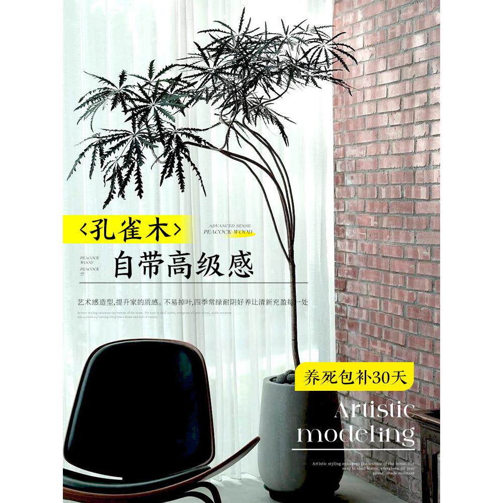 孔雀木绿植室内大型盆栽客厅高级办公室观叶植物落地大号四季好养