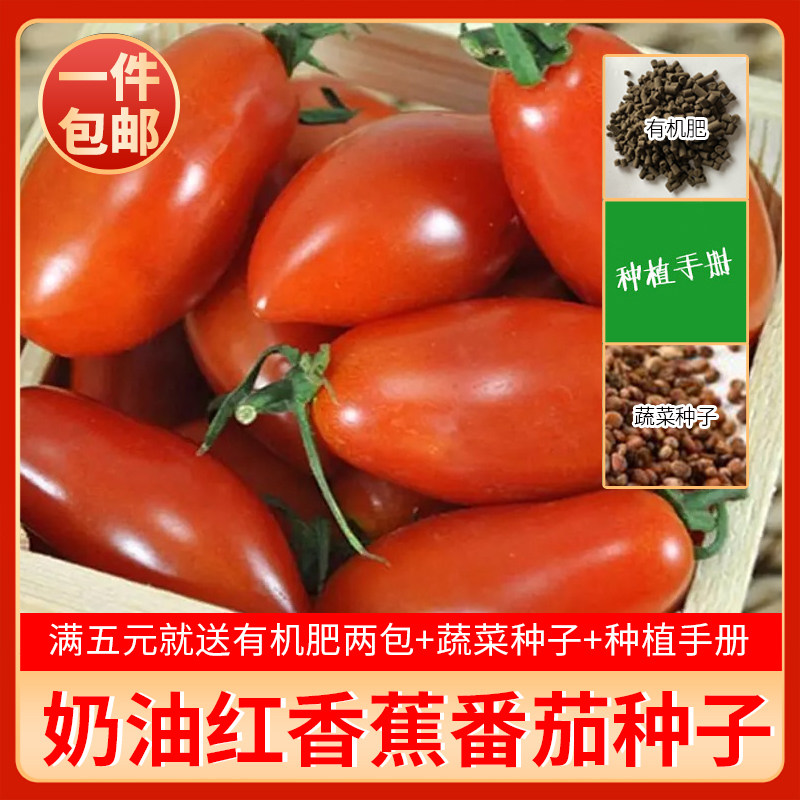 进口奶油西红柿蔬菜籽番茄种子图片