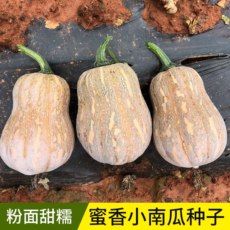 引进克鲁斯萨姆蜜香四季包邮种子