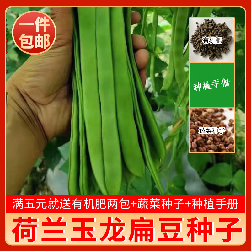荷兰玉龙三扁二扁窄条宽四季豆
