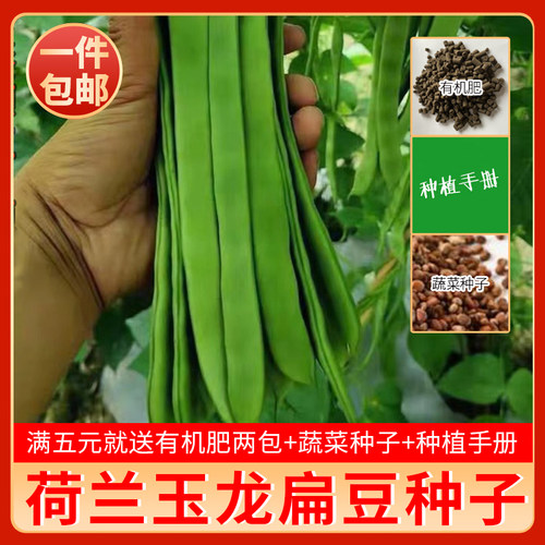 荷兰玉龙三扁二扁窄条宽四季豆