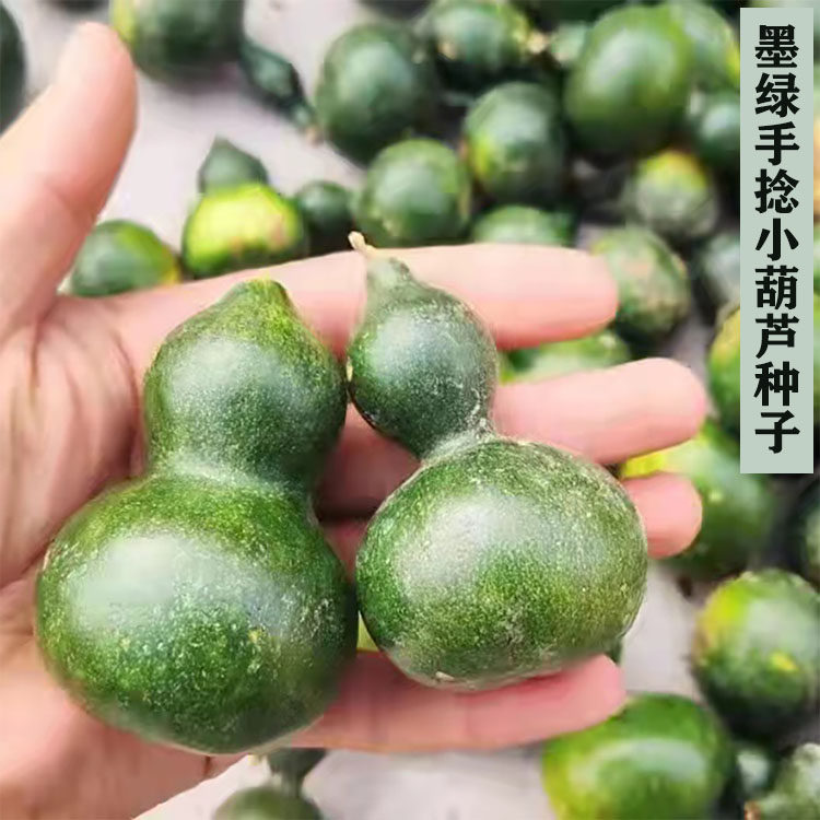 盆栽墨绿手捻小葫芦种子 翡翠葫芦籽小亚腰观赏文玩庭院阳台种植
