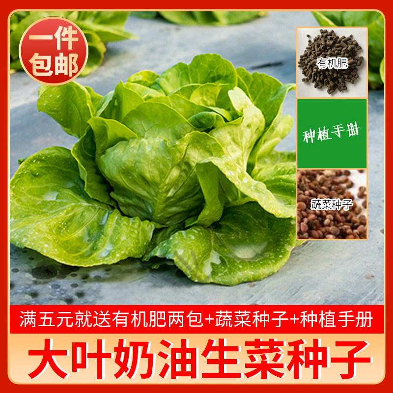 进口大叶绿色奶油生菜种子沙拉春季夏秋冬四季阳台盆栽蔬菜籽包邮