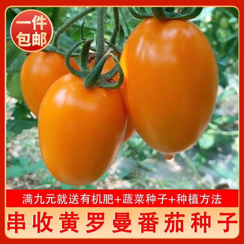 超甜黄罗曼番茄种子黄色串收西红柿春秋冬四季阳台盆栽蔬菜籽包邮