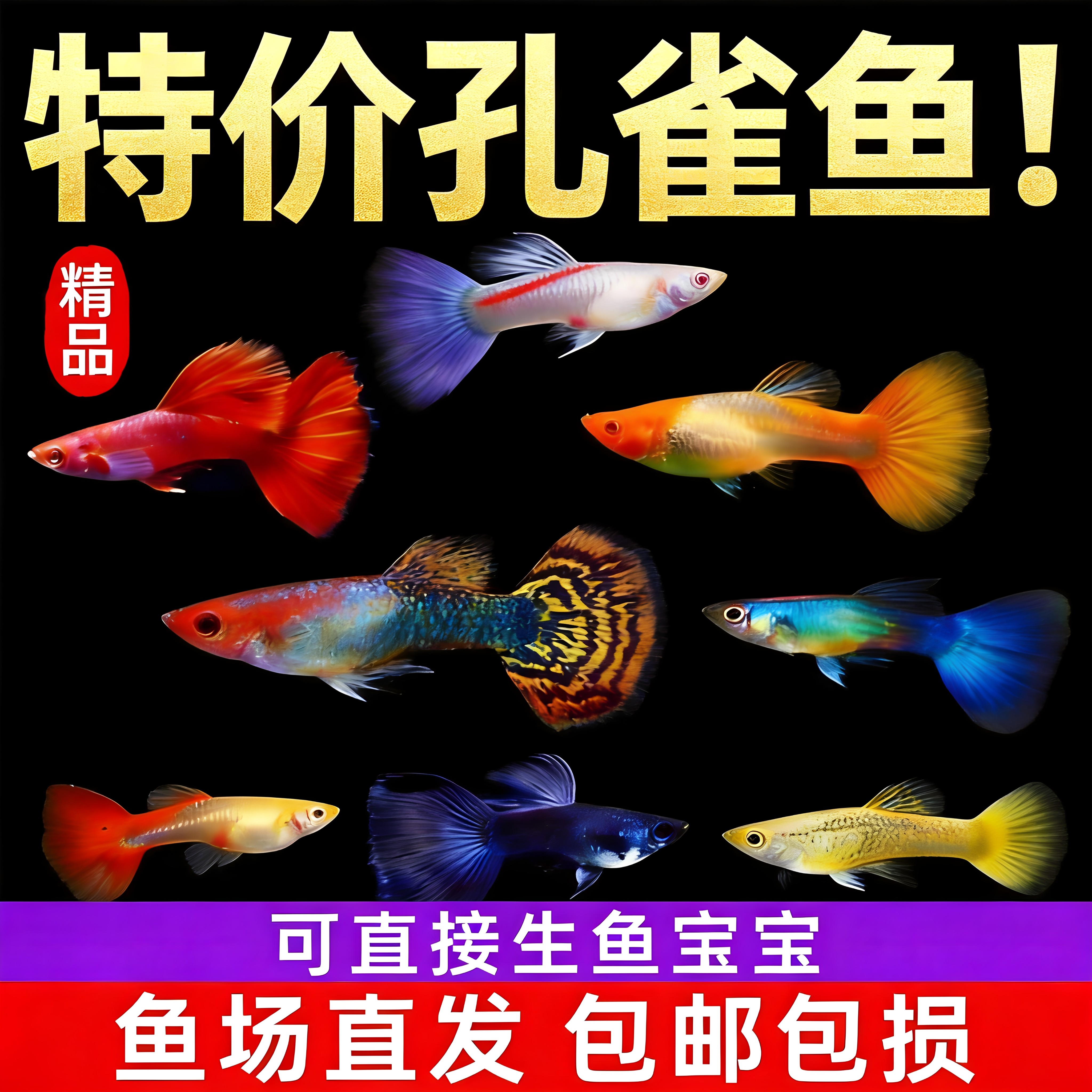 大型孔雀鱼观赏鱼热带小型鱼新手好养耐活鱼苗斑马鱼纯种凤尾活体