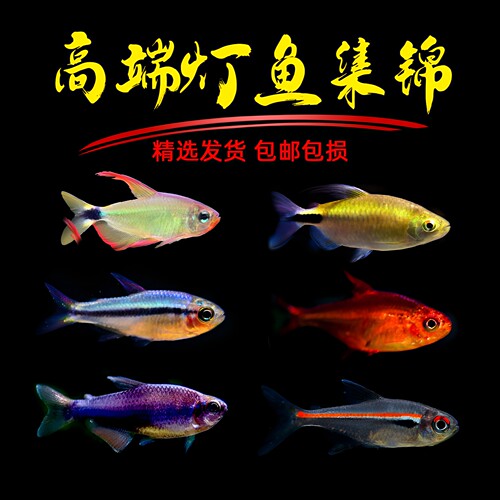 小型热带观赏鱼淡水好养灯科包邮