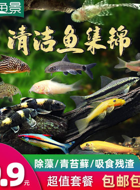 热带观赏除藻工具淡水鱼苗翻沙鼠清道夫珍珠熊猫鼠一眉老虎小精灵