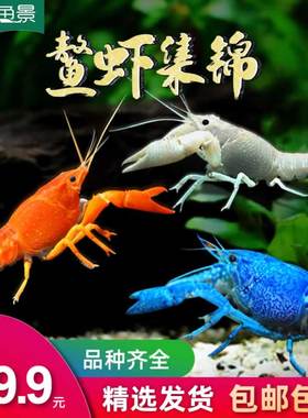 观赏鳌虾苗淡水活体大型水族宠物好养侏儒蓝色小龙虾人工天空蓝魔