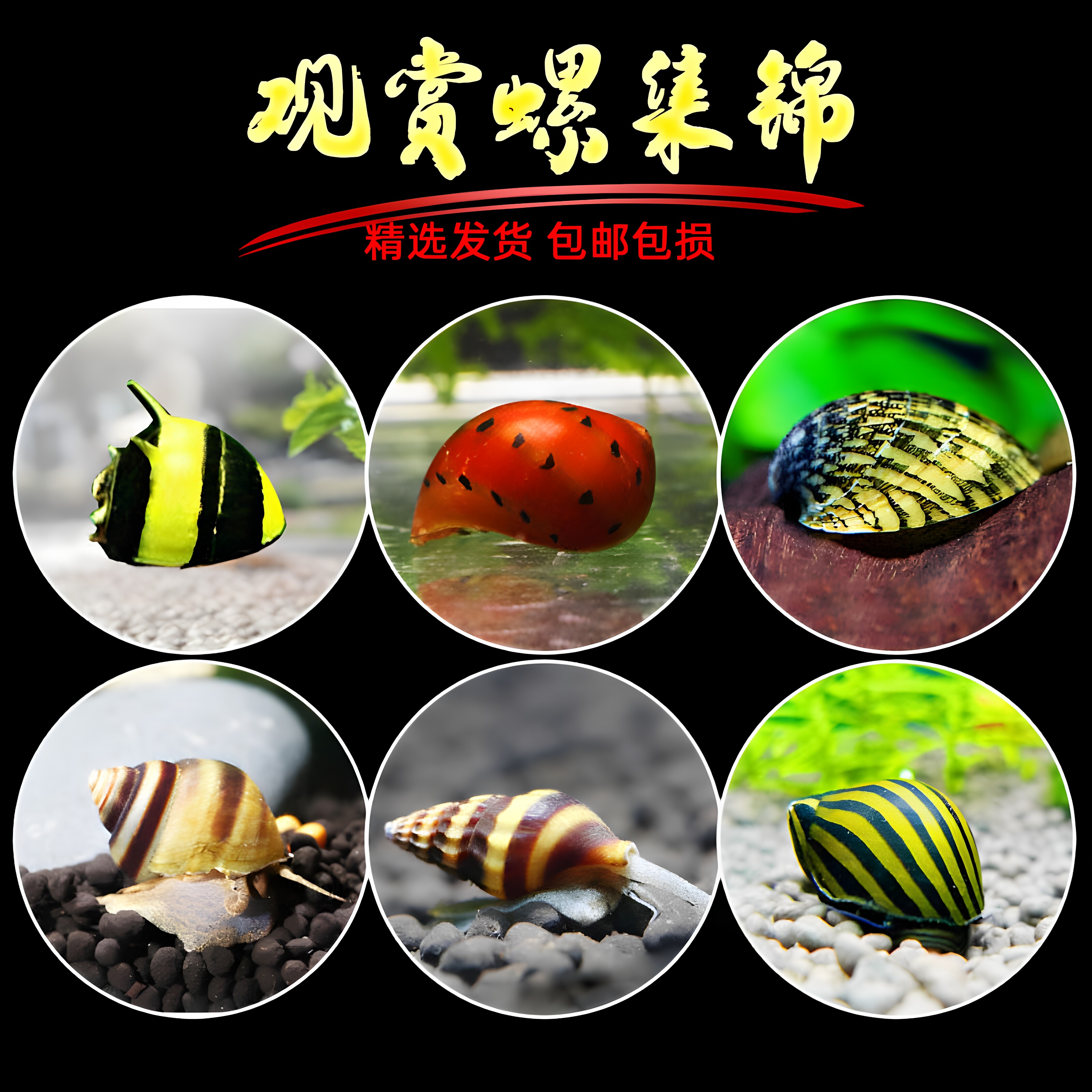 观赏螺淡水除藻工具苹果螺神秘斑马杀手宠物活体洋葱黄金黑金刚螺 - 实物图