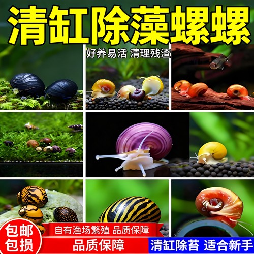 黄金螺淡水观赏鱼缸除藻繁殖