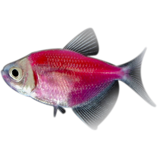 天使鱼 彩色鱼热带鱼观赏鱼淡水 小型鱼活体彩虹鱼灯科鱼好养易活