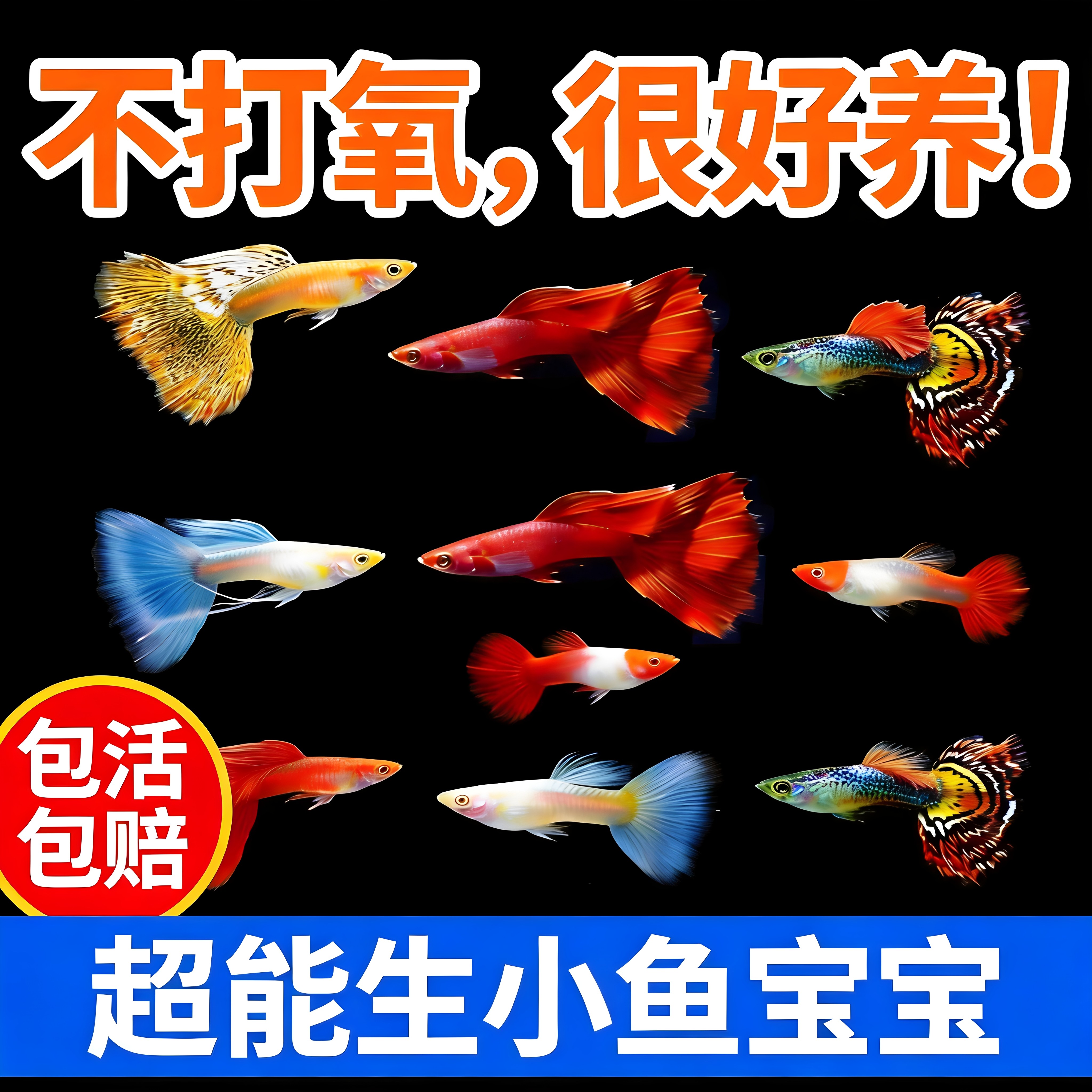 孔雀鱼观赏鱼活体金鱼热带小型淡水马凤尾鱼好养耐活易繁殖斑鱼苗