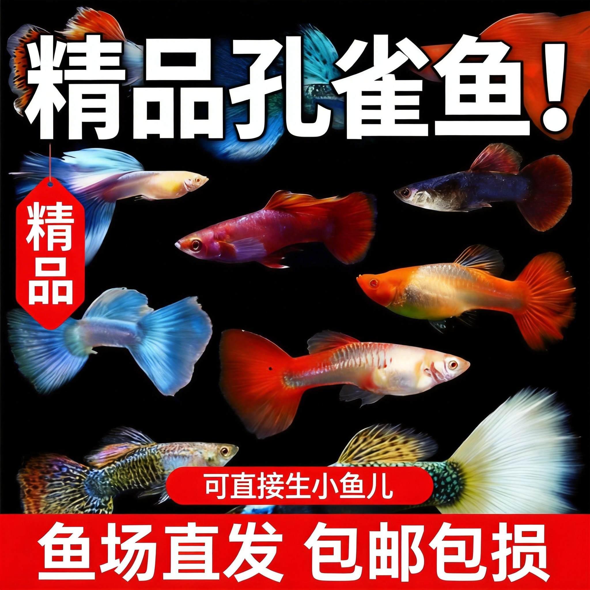 冰蓝孔雀鱼活鱼观赏鱼缸小鱼苗淡水耐活好养自来水金鱼小型热带鱼