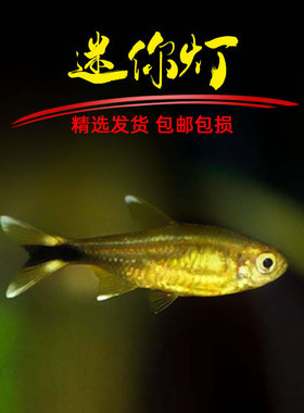 迷你灯鱼金针红绿灯宝莲灯热带小型灯鱼草缸群游樱桃企鹅灯鱼活体