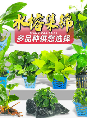 鱼缸造景套餐阴性水榕沉木活体真水草淡水无土植物增氧趴地矮珍珠