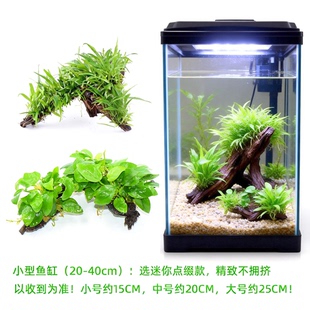 沉木水榕水草植物鱼缸造景装 饰懒人莫斯阴性增氧屋大叶淡水大型