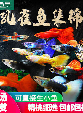 孔雀热带观赏鱼苗淡水冷水小型小鱼好养耐活耐养金鱼凤尾斑马活鱼