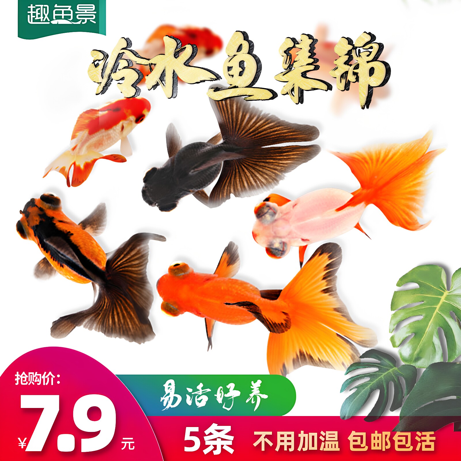 小金鱼活鱼锦鲤淡水活体草金好养耐活冷水小型观赏蝴蝶鲤兰寿鱼苗