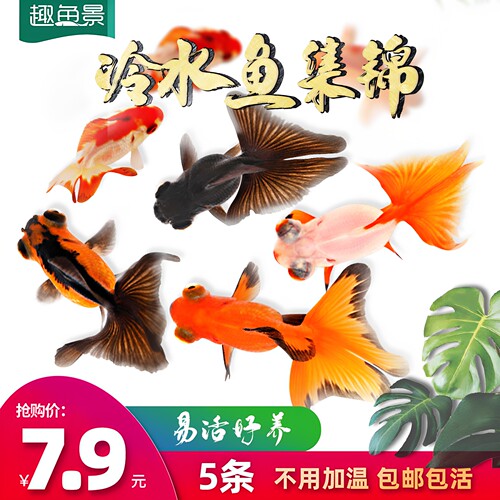 淡水好养耐活蝴蝶鲤兰寿小金鱼